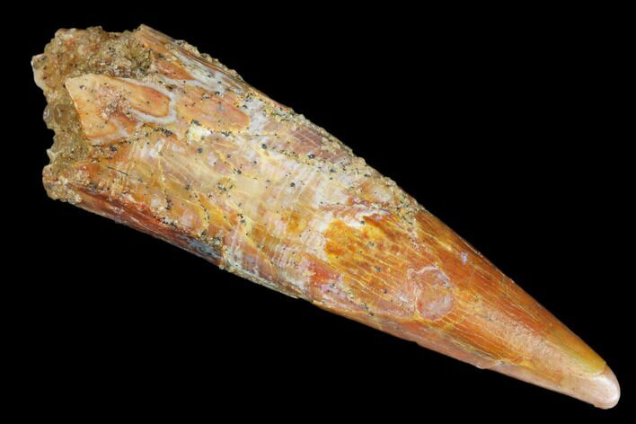Fossil Pterosaur (Siroccopteryx) Tooth - Morocco #183671